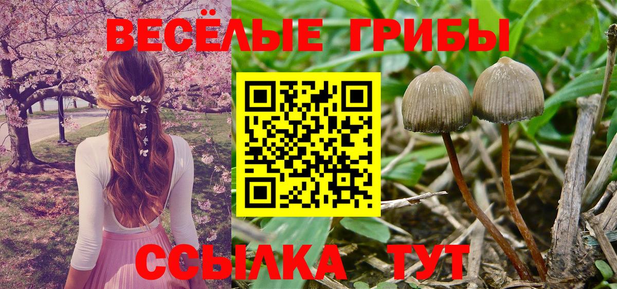 Псилоцибиновые грибы Psilocybine cubensis  Галлюциногенные грибы Cubensis  Вход с VPN  Черняховск 